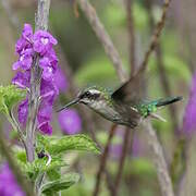 Western Emerald