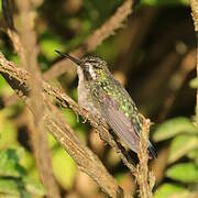 Western Emerald