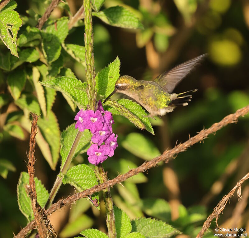 Western Emerald female