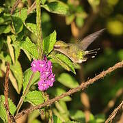 Western Emerald