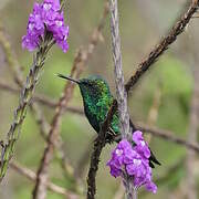 Western Emerald