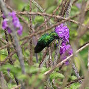 Western Emerald