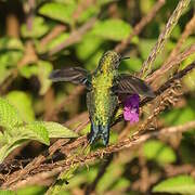 Western Emerald