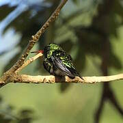 Glittering-bellied Emerald