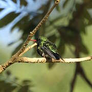 Glittering-bellied Emerald