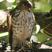 Little Sparrowhawk