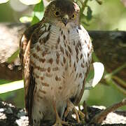 Little Sparrowhawk