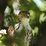 Little Sparrowhawk