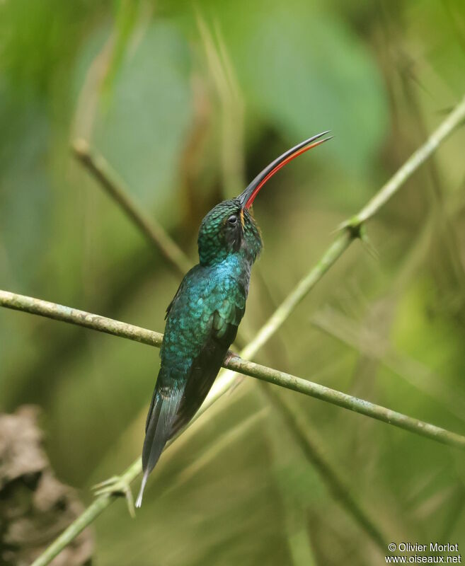 Green Hermit