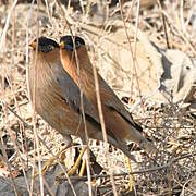 Brahminy Starling