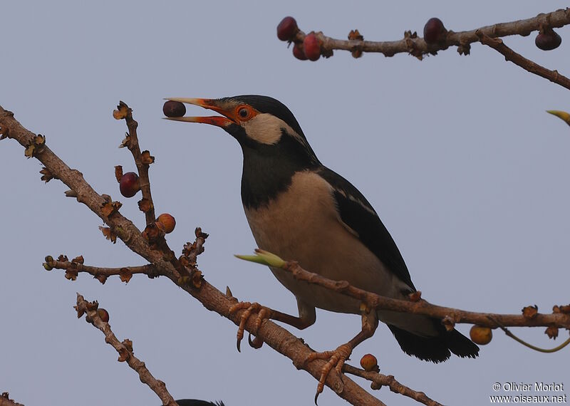 Indian Pied Myna