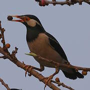 Indian Pied Myna