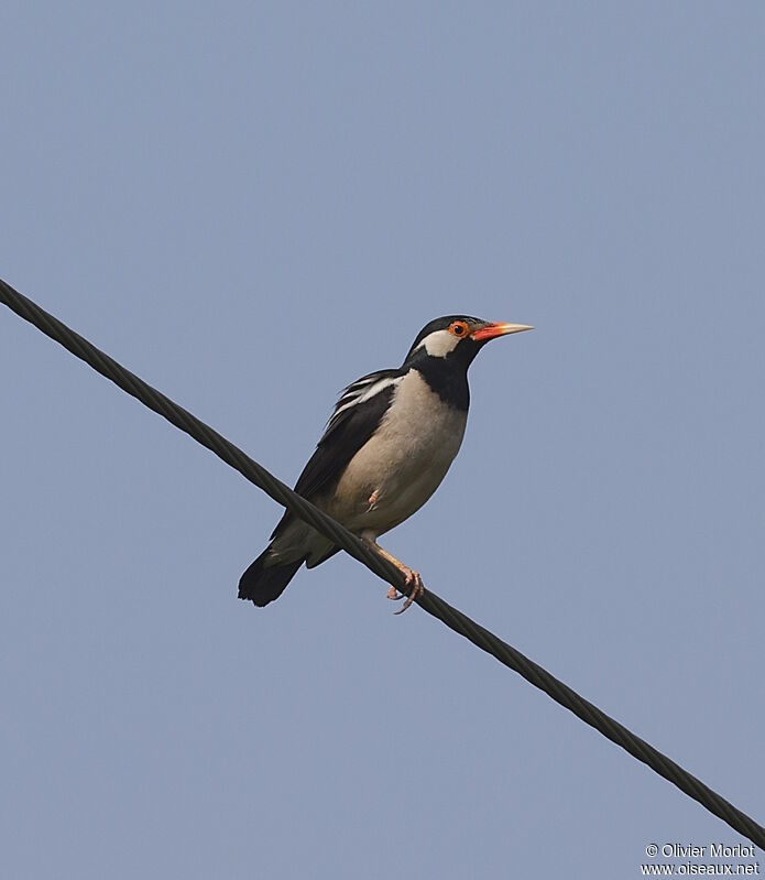 Indian Pied Myna