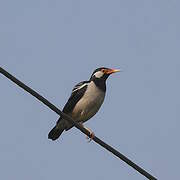 Indian Pied Myna