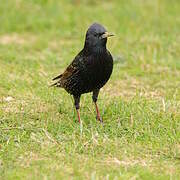 Common Starling