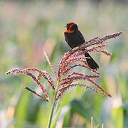 Red-cowled Widowbird