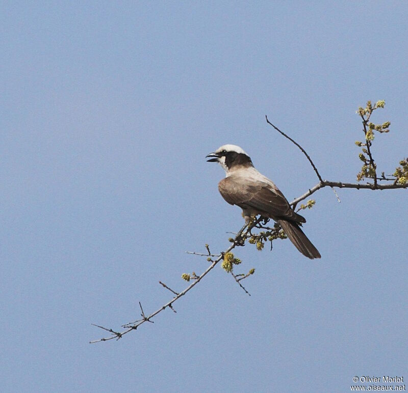 Southern White-crowned Shrike