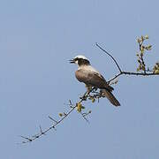 Southern White-crowned Shrike