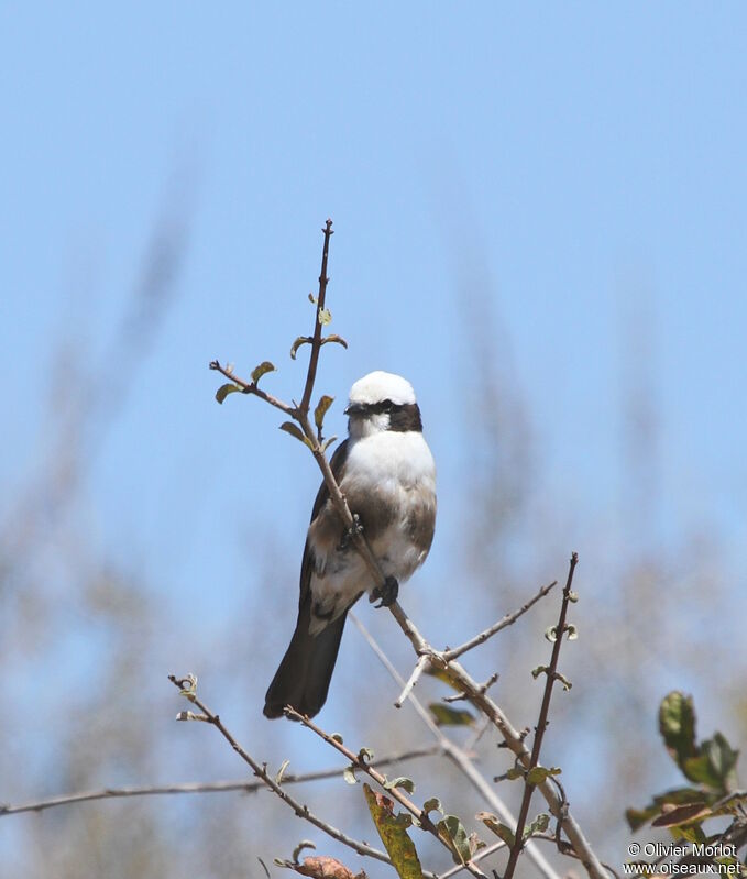 Northern White-crowned Shrike