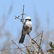 Northern White-crowned Shrike