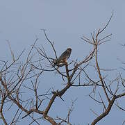 Red-footed Falcon