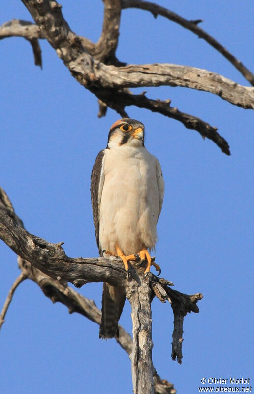 Lanner Falcon