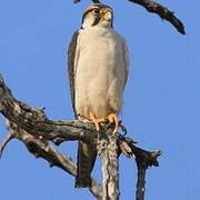 Lanner Falcon