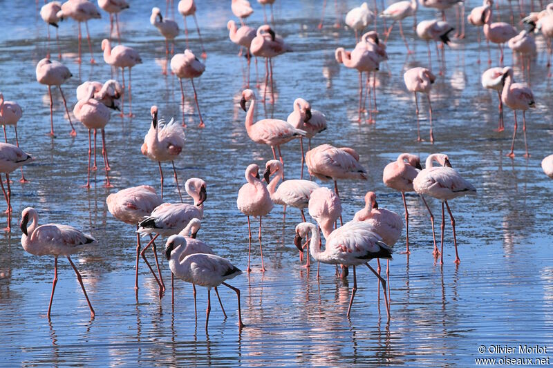 Lesser Flamingo