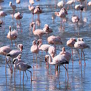 Lesser Flamingo