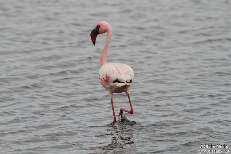 Lesser Flamingo