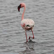 Lesser Flamingo