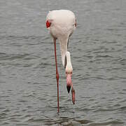 Greater Flamingo