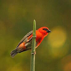 Foudi rouge