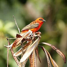 Foudi rouge