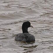 Andean Coot