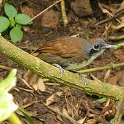 Bicolored Antbird