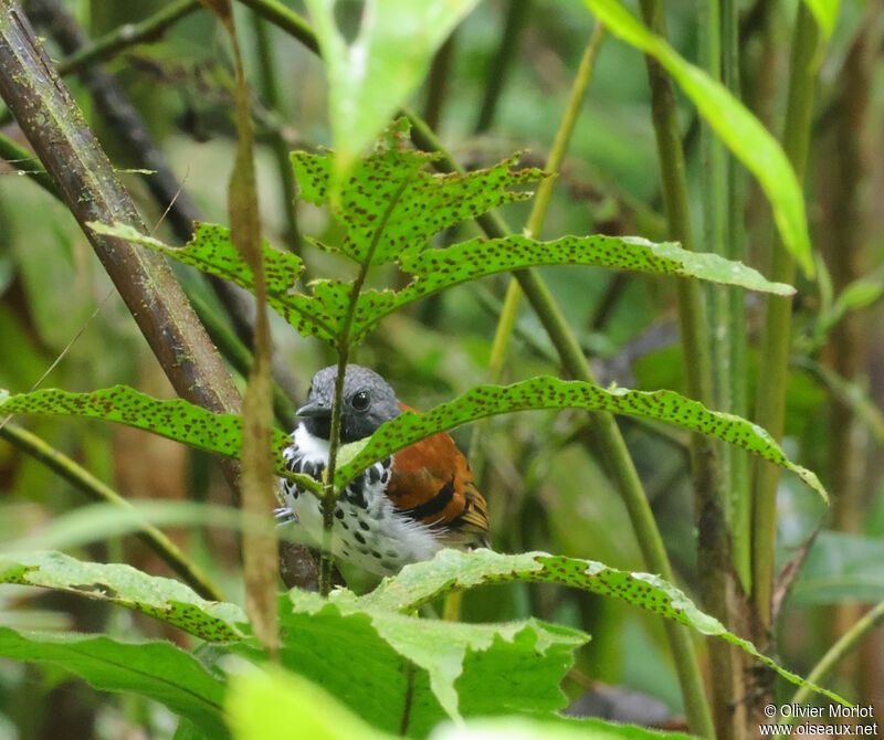 Spotted Antbird male