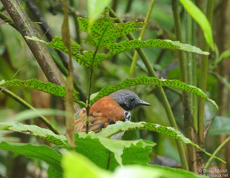 Spotted Antbird male