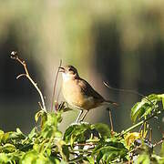 Rufous Hornero