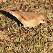 Rufous Hornero