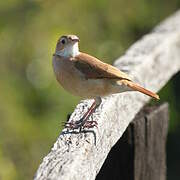 Pale-legged Hornero