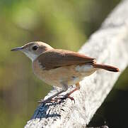 Pale-legged Hornero