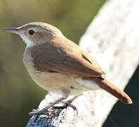 Pale-legged Hornero