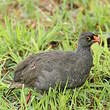 Francolin à bec rouge