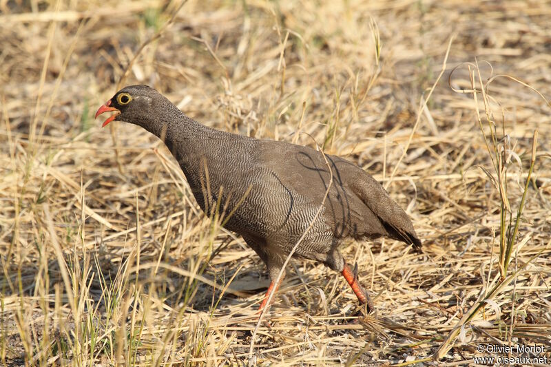 Red-billed Spurfowl