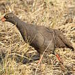 Francolin à bec rouge