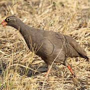 Red-billed Spurfowl