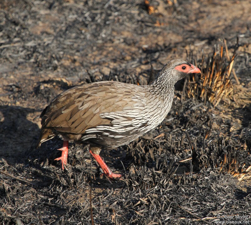 Francolin à gorge rouge