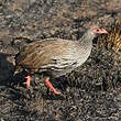 Francolin à gorge rouge