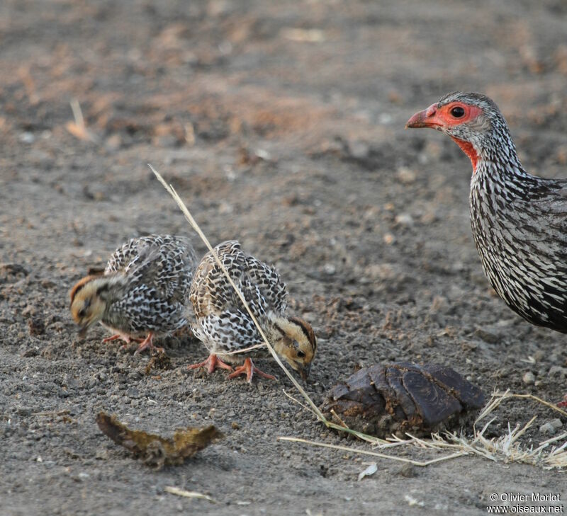 Francolin à gorge rougePoussin